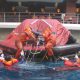 Coxswain Small Boat Handling Training riau rungkut industri nabire natuna nganjuk ngawi nias nunukan ujung pandang wajo wonogiri wonosobo yogyakarta sabang bulu kumba bulungan tanah bumbu tanah laut